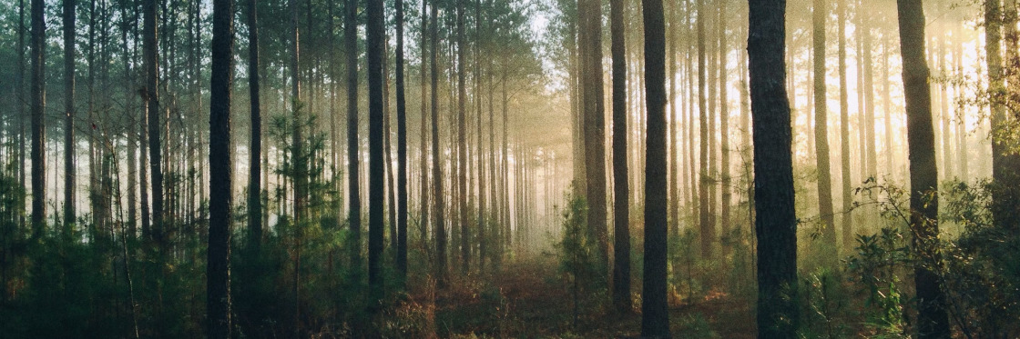 Morning sunlight filters through the mist in a dense pine forest, casting long shadows on the forest floor.