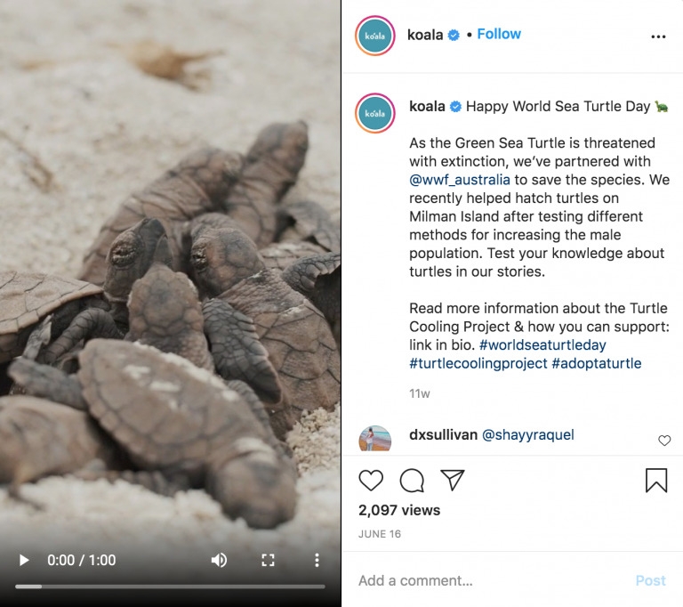 Close-up of a sea turtle hatchling over sandy beach, with Biteable video maker interface indicating a video about turtle conservation.