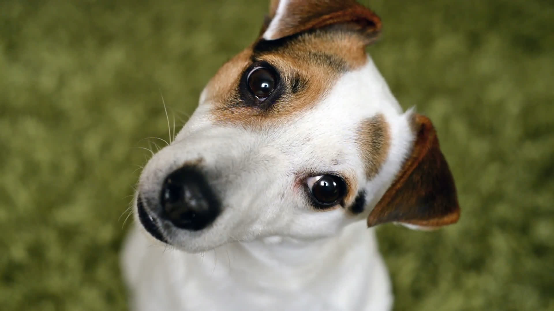 cute_dog_thumb