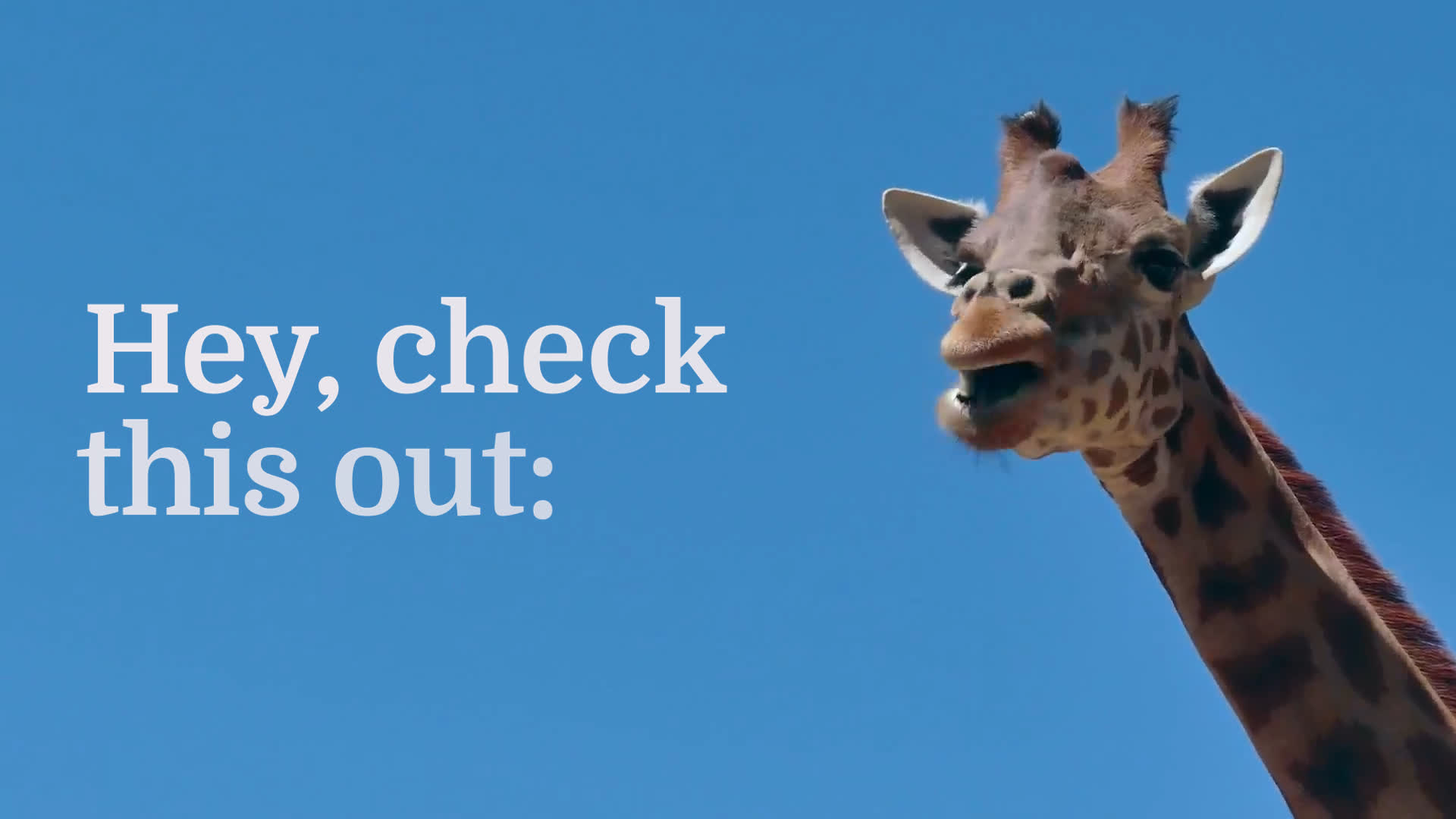 funny_animal_thumb